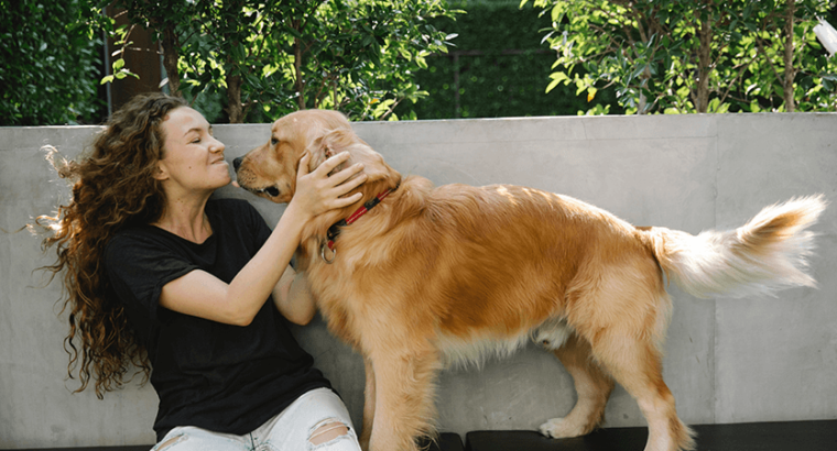 Golden Retriever puppy