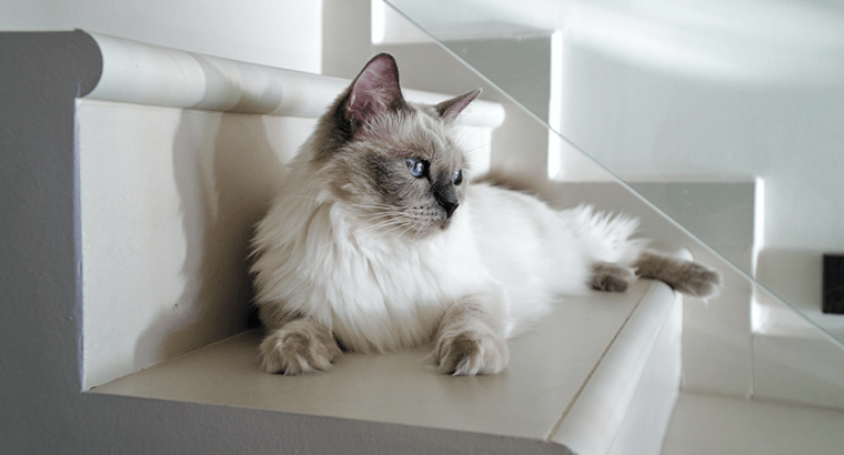 Ragdolls Breed Baby Cat