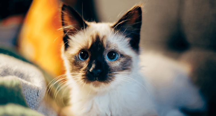 Ragdolls Breed Baby Cat