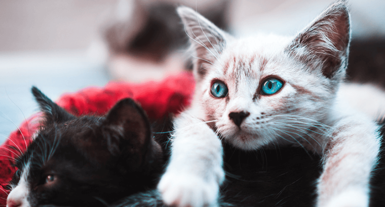 Ragdolls Breed Baby Cat