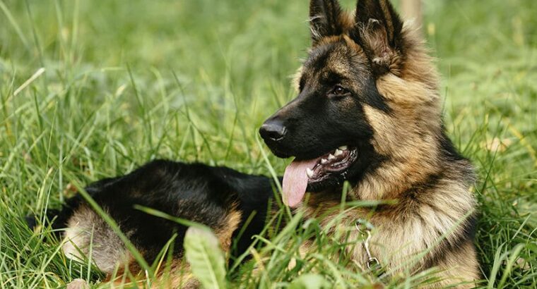 German Shepherd Female