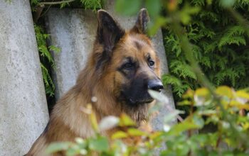 German Shepherd Female