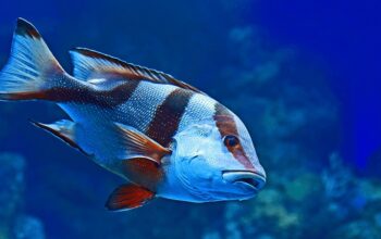 Blue and Pink Tang Fish