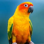 Sun Conure